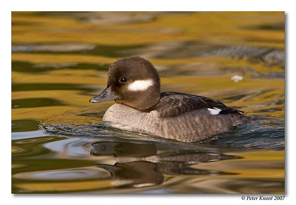 Bufflehead