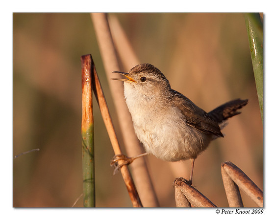 Marsh Wren