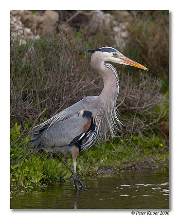 Great Blue Heron