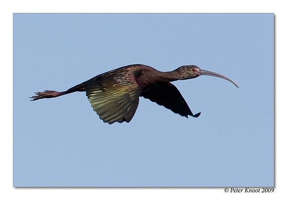 White-faced Ibis