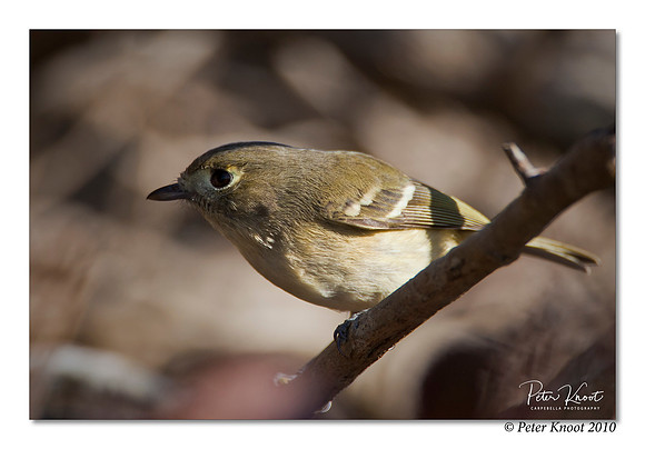 Hutton's Vireo