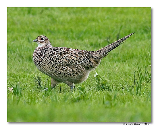 Ring-necked Pheasant