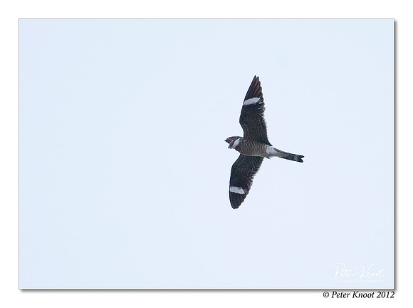 Common Nighthawk