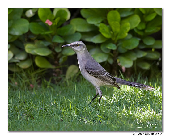 Tropical Mockingbird