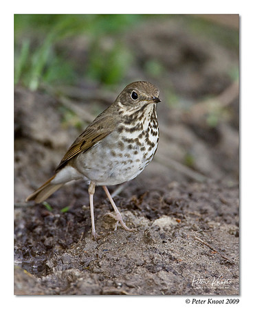 Hermit Thrush