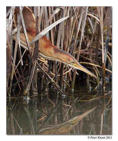 Least Bittern