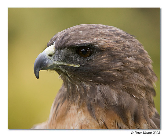 Red-tailed Hawk