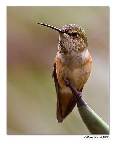 Allen's Hummingbird