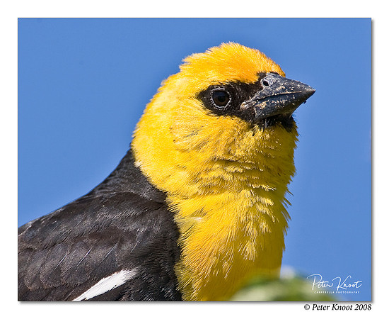 Yellow-headed Blackbird