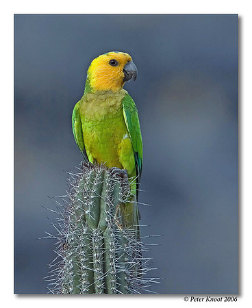 Brown-throated Parakeet