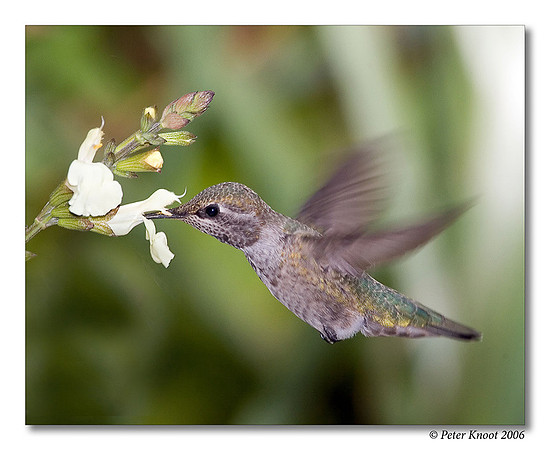 Anna's Hummingbird