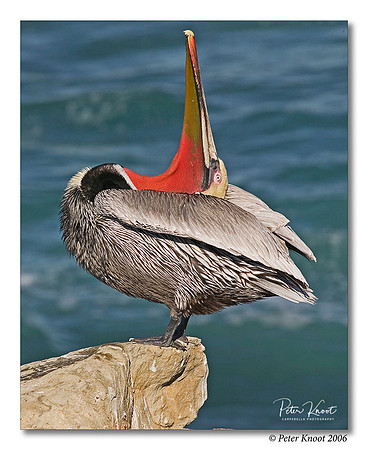 Brown Pelican