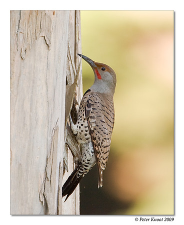 Northern Flicker (Red-shafted)