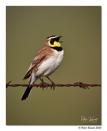 Horned Lark