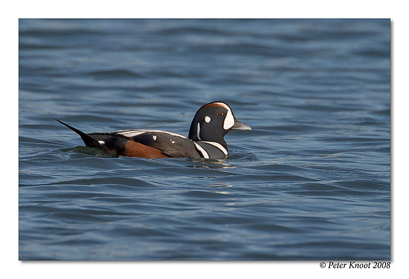 Harlequin Duck