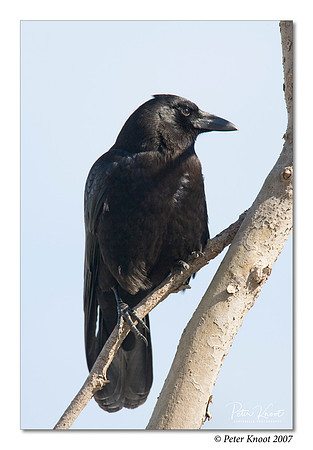 Common Raven