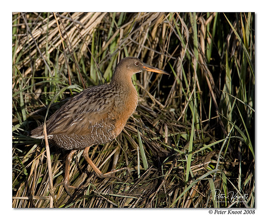 Ridgway's Rail