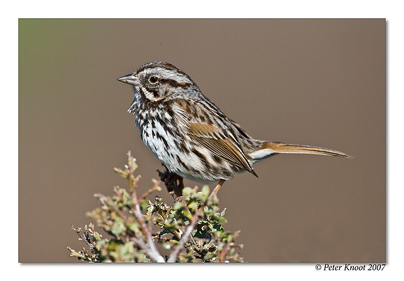 Song Sparrow