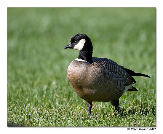 Aleutian Goose