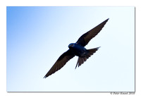 Purple Martin