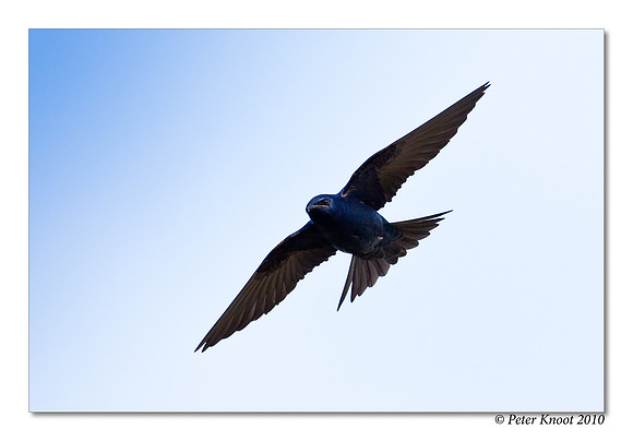 Purple Martin
