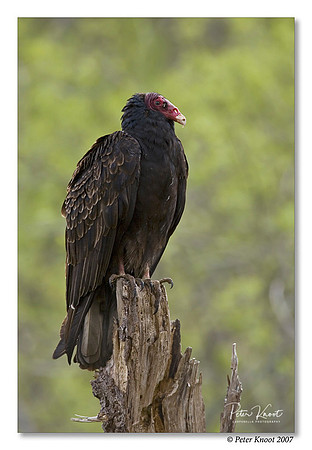 Turkey Vulture