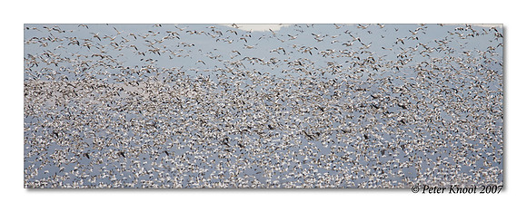 peter_snow_goose_11