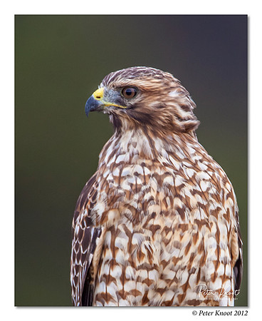 Red-shouldered Hawk