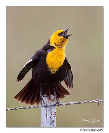 Yellow-headed Blackbird