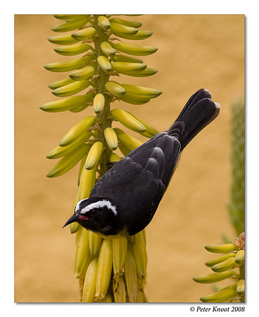 Bananaquit