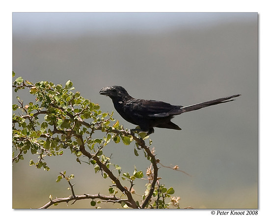Groove-billed Ani
