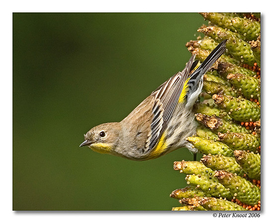 Yellow-rumped Warbler