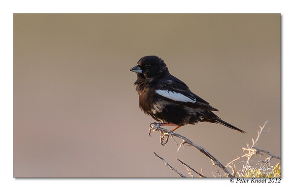 Lark Bunting