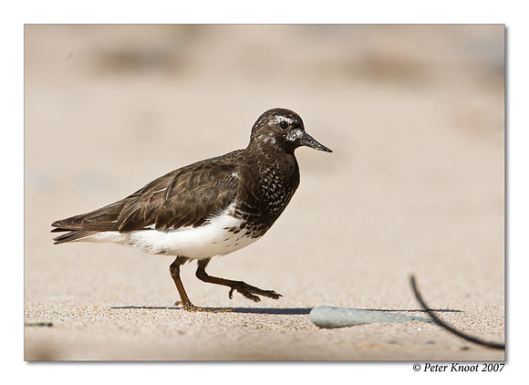 Black Turnstone