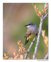 Cassin's Kingbird