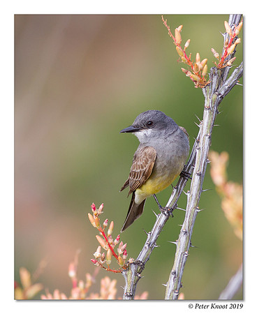 Cassin's Kingbird