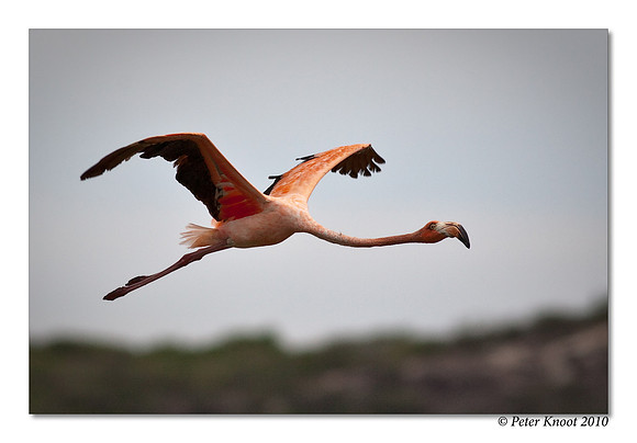 Caribbean Flamingo