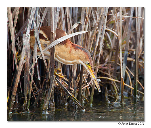 Least Bittern