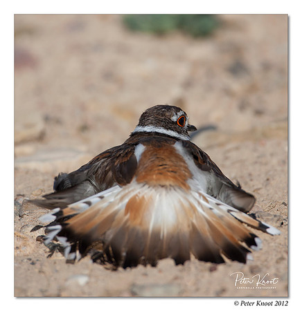 Killdeer