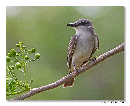 Grey Kingbird