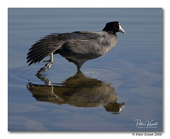 American Coot