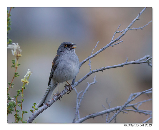 Yellow-eyed Junco