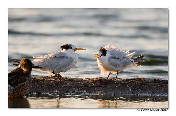 Elegant Tern