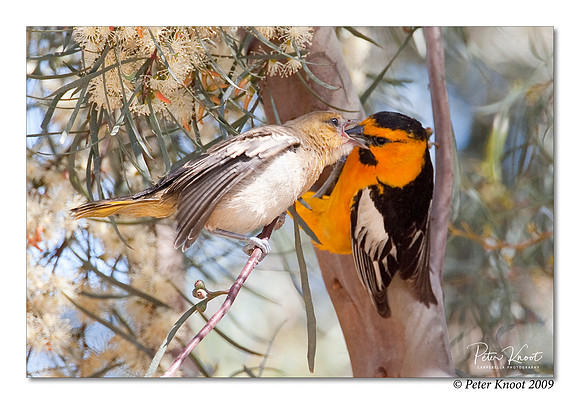 Bullock's Oriole