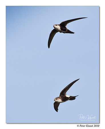 White-throated Swift