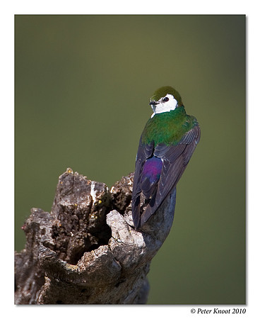 Violet-green Swallow