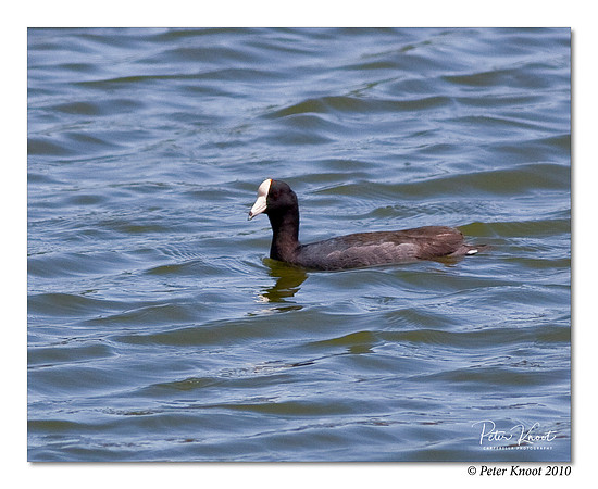 Caribbean Coot