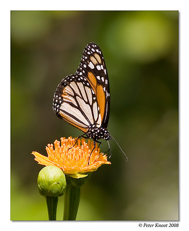 Monarch Butterfly