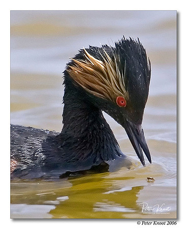Eared Grebe