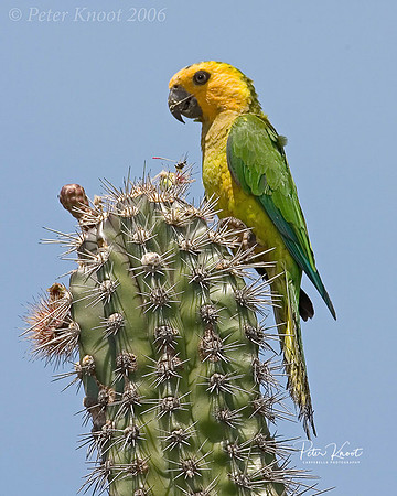 Brown-throated Parakeet